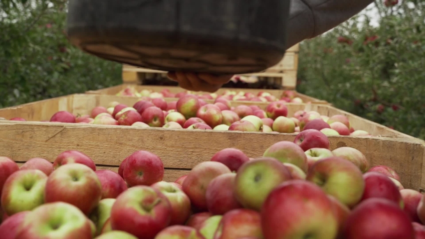 Farmer pouring harvested red apples out of the bucket into large wooden containers in the orchard alley, close up. Picking harvested ripe organic apples in the apple tree garden in autumn . Heavy crop Royalty-Free Stock Footage #1066642492