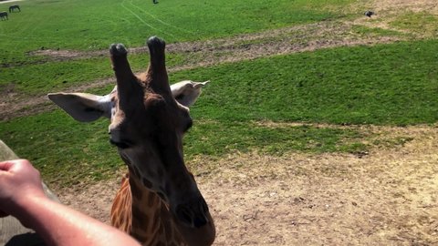 England , United Kingdom (UK) - 04 01 2019: Group Of Rothschild's Giraffe At Longleat Safari And Adventure Park
