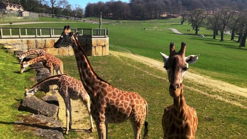 England , United Kingdom (UK) - 04 01 2019: Endangered Rothschild's Giraffes Feeding Grass On A Sunny Summer Day At Longleat Safari