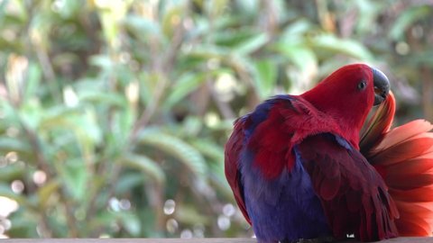 Stunning red and purple female eclectus parrot preens wing feathers