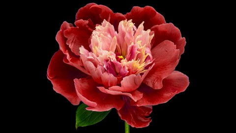 Timelapse of red peony flower blooming on black background, close-up. Valentine's Day concept. Mother's day, Holiday, Love, birthday background design. 4K UHD video timelapse