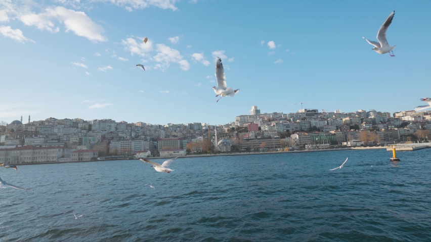 Many white gulls fly on background of sea city. Action. Beautiful gulls fly over water near coast with sea city. Many white gulls fly over water