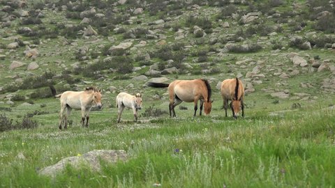 Przewalski's horse albino white foal in real natural habitat environment in the mountains of Mongolia.Ferus takhi dzungarian Przewalski Mongolian wild horse wildlife animal hoofed mustang brumby feral