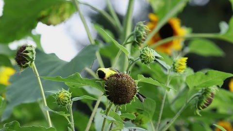 American goldfinch bird eating seeds on sunflower blossom