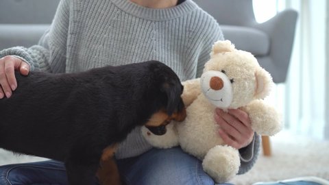 Rottweiler puppy trying to bite plush toy while sitting on woman hands at home