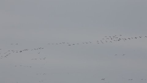 snow geese in flight during migration
