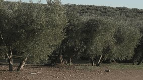 Olive tree plantation with olive leaves and olives