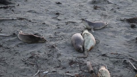 Adorable elephant seal settles in their resting place.