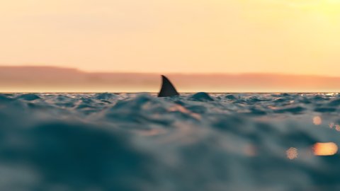Animation of the shark fin moving swiftly at the surface of the sea. Camera moving down and showing a shark attack. The atmosphere of danger. Sunset in the background. The orange light of sunrise