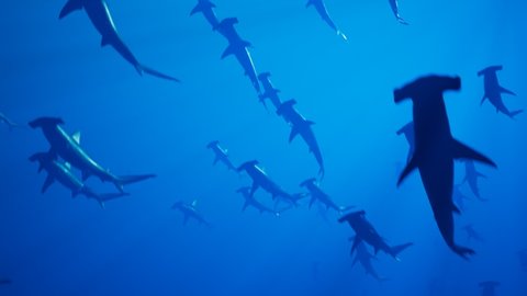 Animation of a large group of hammerhead sharks slowly swimming in the ocean depth. Wildlife under the surface of the sea. Deep blue water. The beauty of the underwater creatures. Submarine. Aquatic.