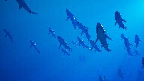 Animation of a large group of great white sharks slowly swimming in the ocean depth. Wildlife under the surface of the sea. Deep blue water. The beauty of the underwater creatures. Submarine.