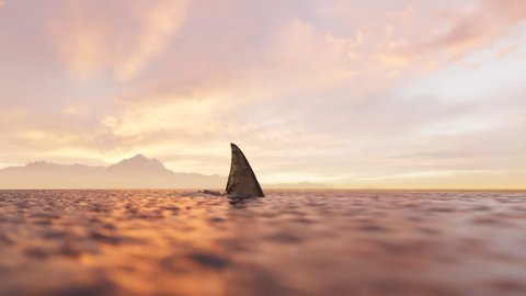 Animation of the shark swimming around in the ocean. Shark fin moving swiftly at the surface of the sea. The atmosphere of danger. Beautiful sunset in the background. The orange light of sunrise