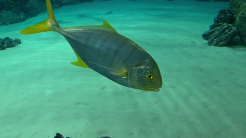 A big silver fish with yellow fins swimming in blue water, underwater world close up.