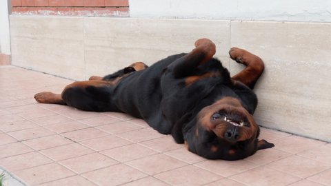 Funny rottweiler watchdog lying on the ground on his back, wagging his tail and looking on camera, cute puppy relaxing outdoors. Adorable domestic pet playing near the house