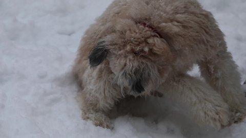 A soft Coated Wheaten Terrier dog playing in the snow in winters.