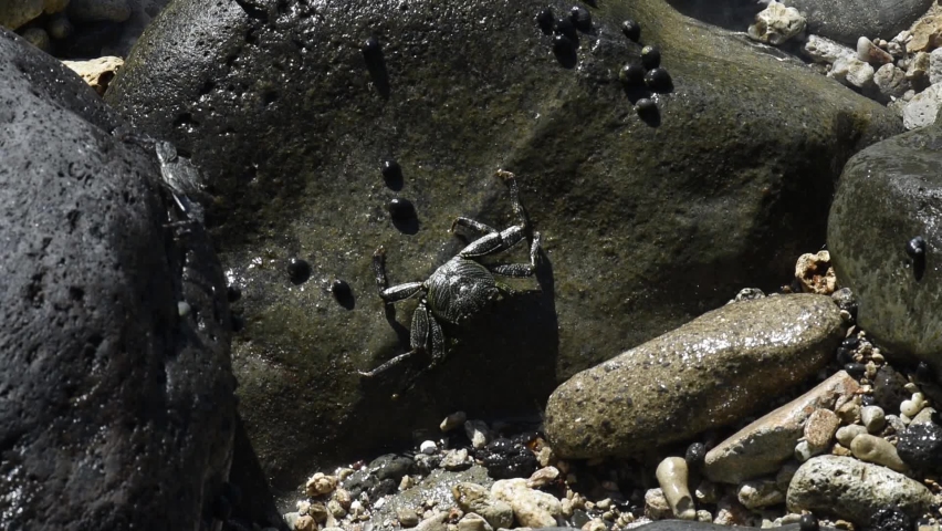 Maui, Hawaii.  Thin-shelled Rock Crab (Grapsus tenuicrustatus) also called A