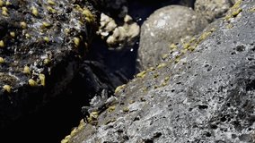 Maui, Hawaii.  Thin-shelled Rock Crab (Grapsus tenuicrustatus) also called A'ama in Hawaii jumping over rocks.