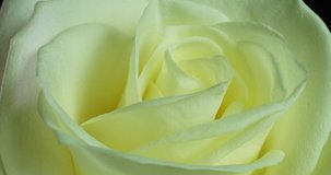 White rose bloom in time lapse. Delicate rose bloom on a black background. Gentle light floral background. Timelapse. Macro. Wedding background, valentines day, mother's day, spring, easter