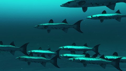 Group of Barracuda fishes swimming in the deep blue ocean water, underwater scene of barracuda fishes, Beauty of sea life , 4K High Quality