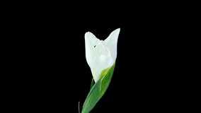 Time lapse of flowering white iris on a black background, beautiful white flower video 4k