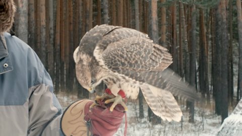 Close-up. The falcon sits on the arm. In the blue forest Looking out for prey. The fastest bird in the world. falconry. Western Siberia. Wildlife concept. Fauna