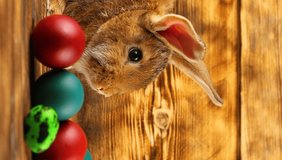 a small fluffy brown Easter bunny with painted colorful Easter eggs sits on a brown background. Concept for the spring holidays. Domestic hand-made rabbit, vertical video