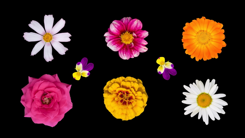 Garden flower heads turn around their axis isolated on a black background. Floral pattern from various flowers. Rose, calendula, chamomile, marigolds, pansies, dahlia, cosmea. Animated 4K video. Royalty-Free Stock Footage #1066680058