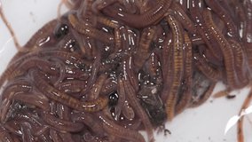 video compost worms moving close-up