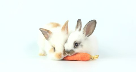 Adorable Lovely Healthy Brown Bunny Stock Footage Video 100 Royalty Free 1059031949 Shutterstock