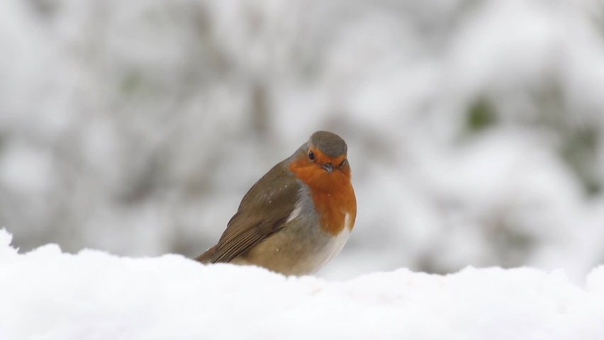 Robin Erithacus rubecula in snow. UK