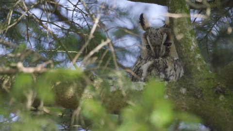 Adorable Long-eared Owl (Asio otus) roosting in dense foliage while maintaining eye contact with viewer, close up static shot.