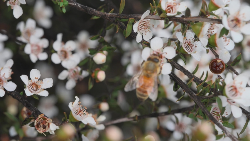Honey bee pollinating in natural habitat, going from flower to flower, Manuka Royalty-Free Stock Footage #1066686457