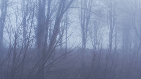 Aerial drone video of mysterious misty blue foggy woods with bare trees in mist in woodland in winter, spooky haunted forest rural scene, Cotswolds, Gloucestershire, England, UK