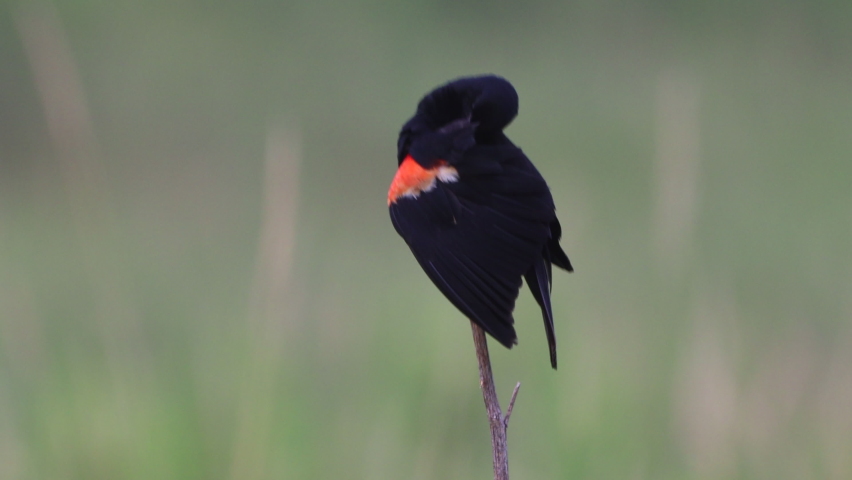 A red-winged blackbird sitting on a stalk of dried grass.