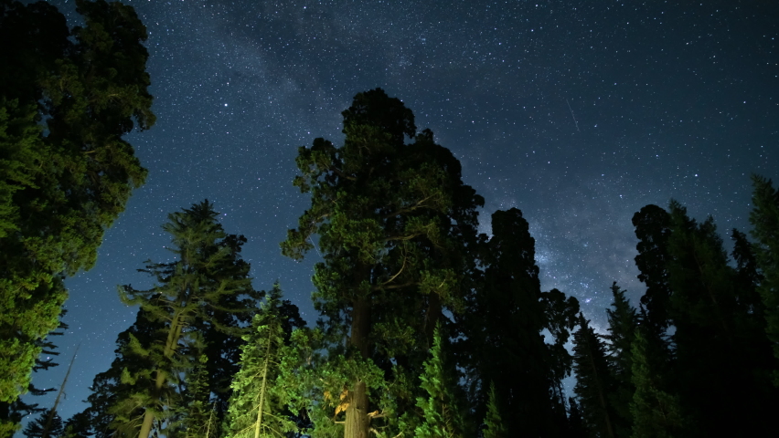 Sequoia Forest Milky Way 24mm South Sky in Sequoia and Kings Canyon National Park General Grant Grove California USA