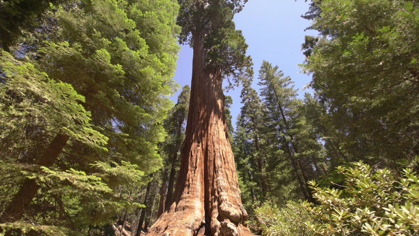 General Grant Tree In Sequoia And Kings Canyon National Park 5