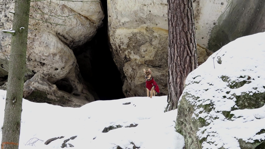 Happy dog outdoors in winter nature. Cute puppy in Czech Paradise.