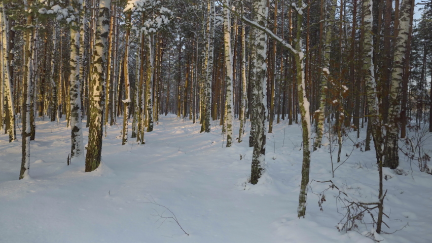 Walk in the Latvian National Park past the red sandy rocks. In autumn, the park is very popular. In different centuries, people left inscriptions on the rocks