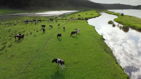 Cows in pasture running in slow motion along stream.