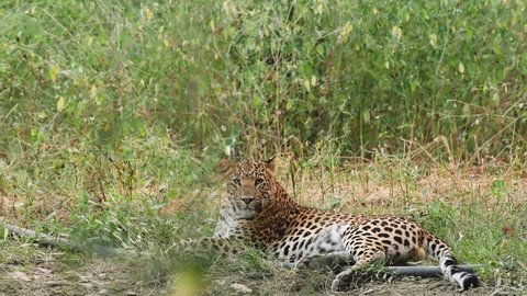 indian wild male leopard or panther full shot with eye contact in natural monsoon green background at jhalana forest or leopard reserve jaipur rajasthan india - panthera pardus fusca