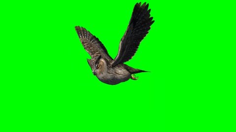 Owl Flying on Green Screen
