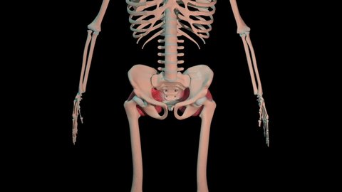 This 3d animation shows the gluteus maximus muscles in full rotation loop on human skeleton