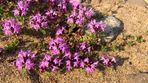 Blooming thyme plant in the wild