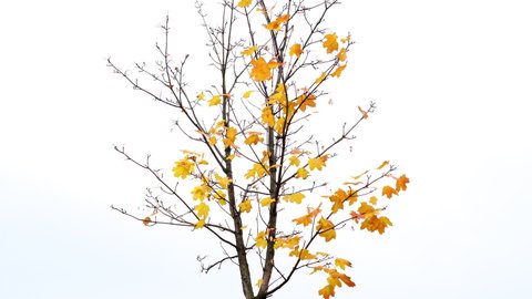 Last yellow leaves on maple tree, flutter on wind and disappear one by one, autumn time lapse shot. Flickering sheets on thin black branches, clip have reverse second half