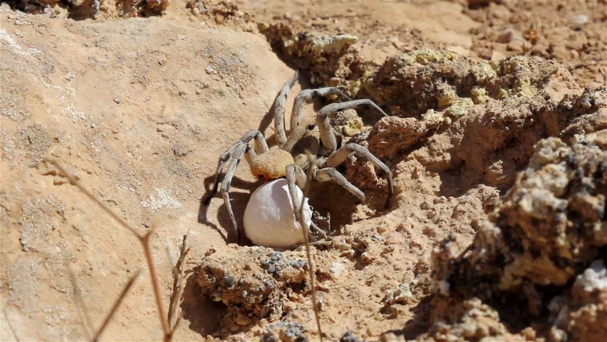 Wolf Spider with Egg Sack in the desert
, Close up shot , Judean Desert, Israel
