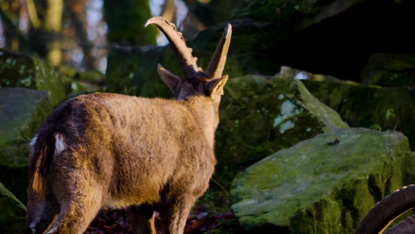 A group of alpine ibex, capricorn resting on rocks in autumn	