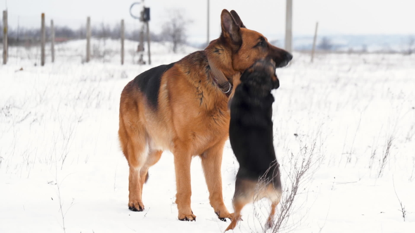 Funny Stray Dog Happy To See Purebred German Shepherd Dog in Winter. Meeting Animals on a Snow Background. Curious Puppy licks the Dog