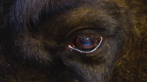 Close up of bison head and eye