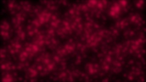 Animated abstract crimson background. Crimson blur. Pink bokeh. Space background.