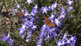 blue squill flowers with small blooms move in wind and small tortoiseshell butterflies in spring garden. Tulip leaves. 4K UHD video clip.